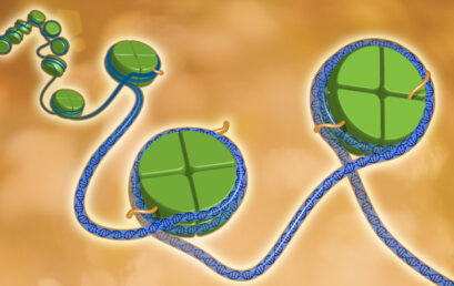 Editing epigenetico contro l’epatite B cronica: lo studio su Nature Biomedical Engineering con il contributo di INGM
